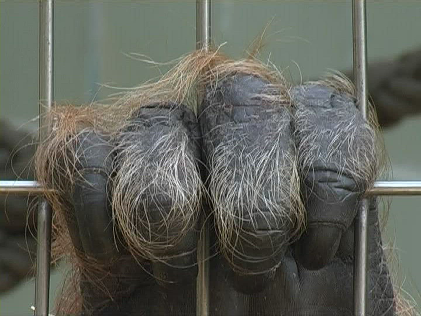 756291585 / Orangutan / Zoo / Germany