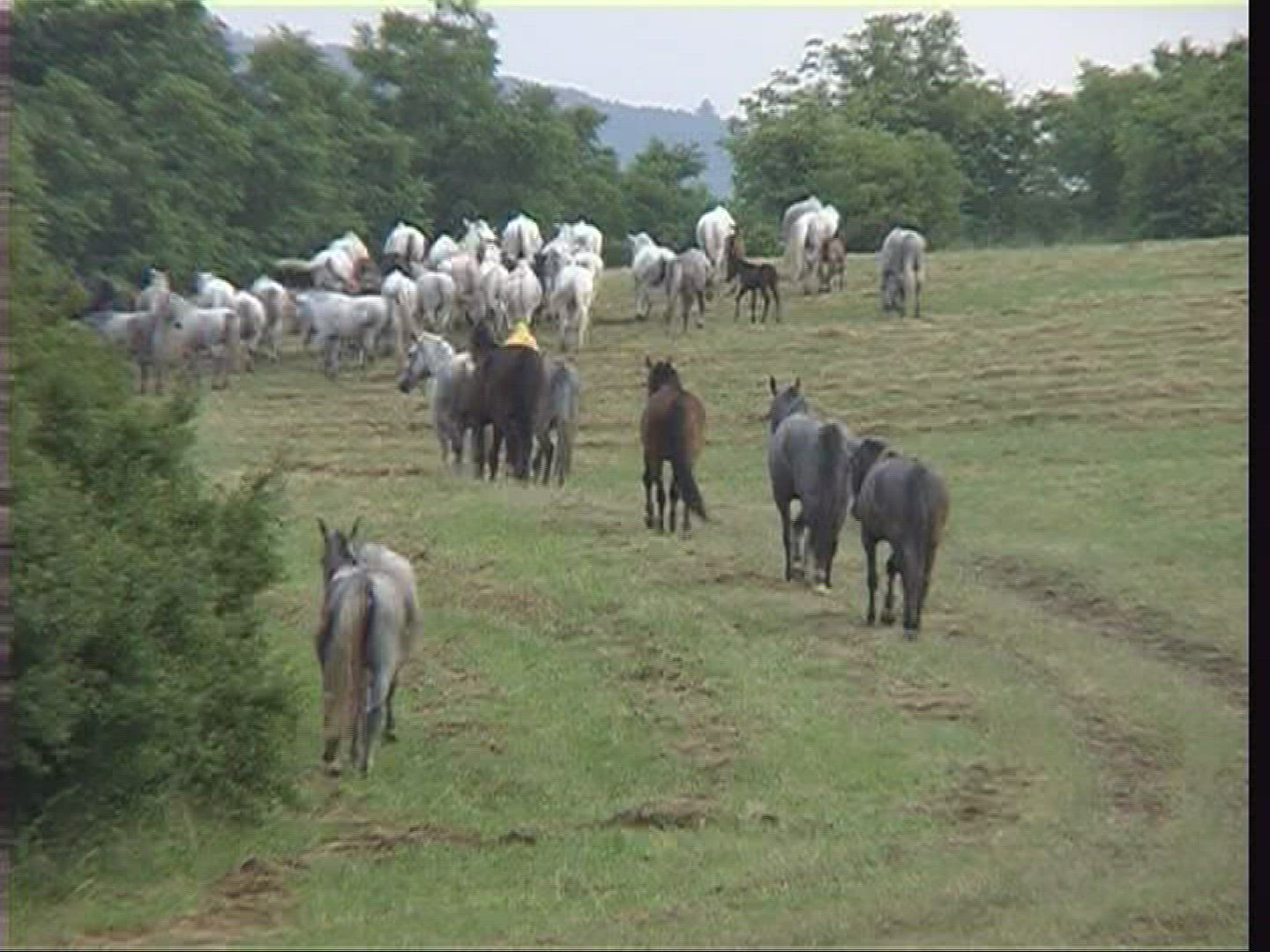 443540110 / Herder / Horse / Puszta / Hungary