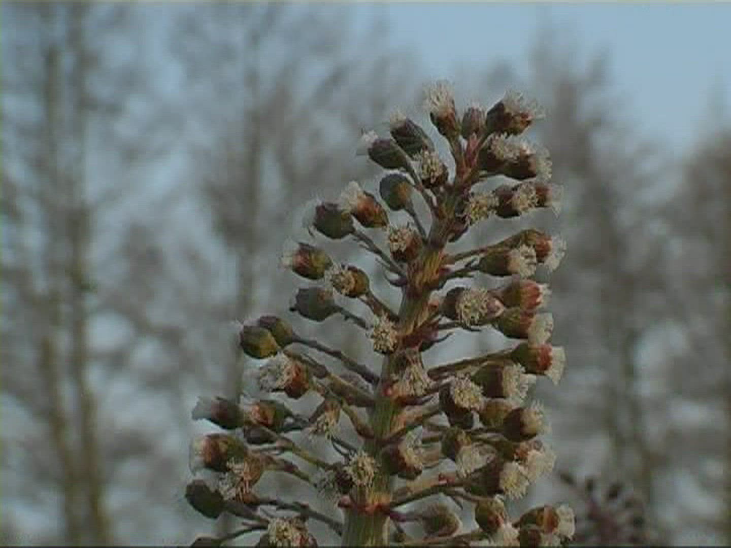 705170975 / Red Butterbur / Blossom / Europe