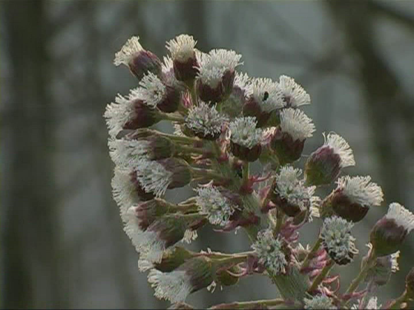 302684983 / Red Butterbur / Blossom / Europe