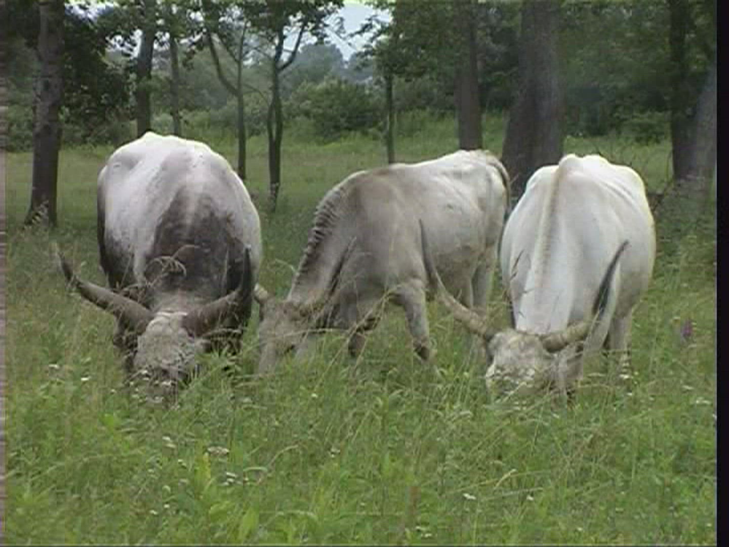 989615916 / Hungarian Steppe Cattle / Hungary