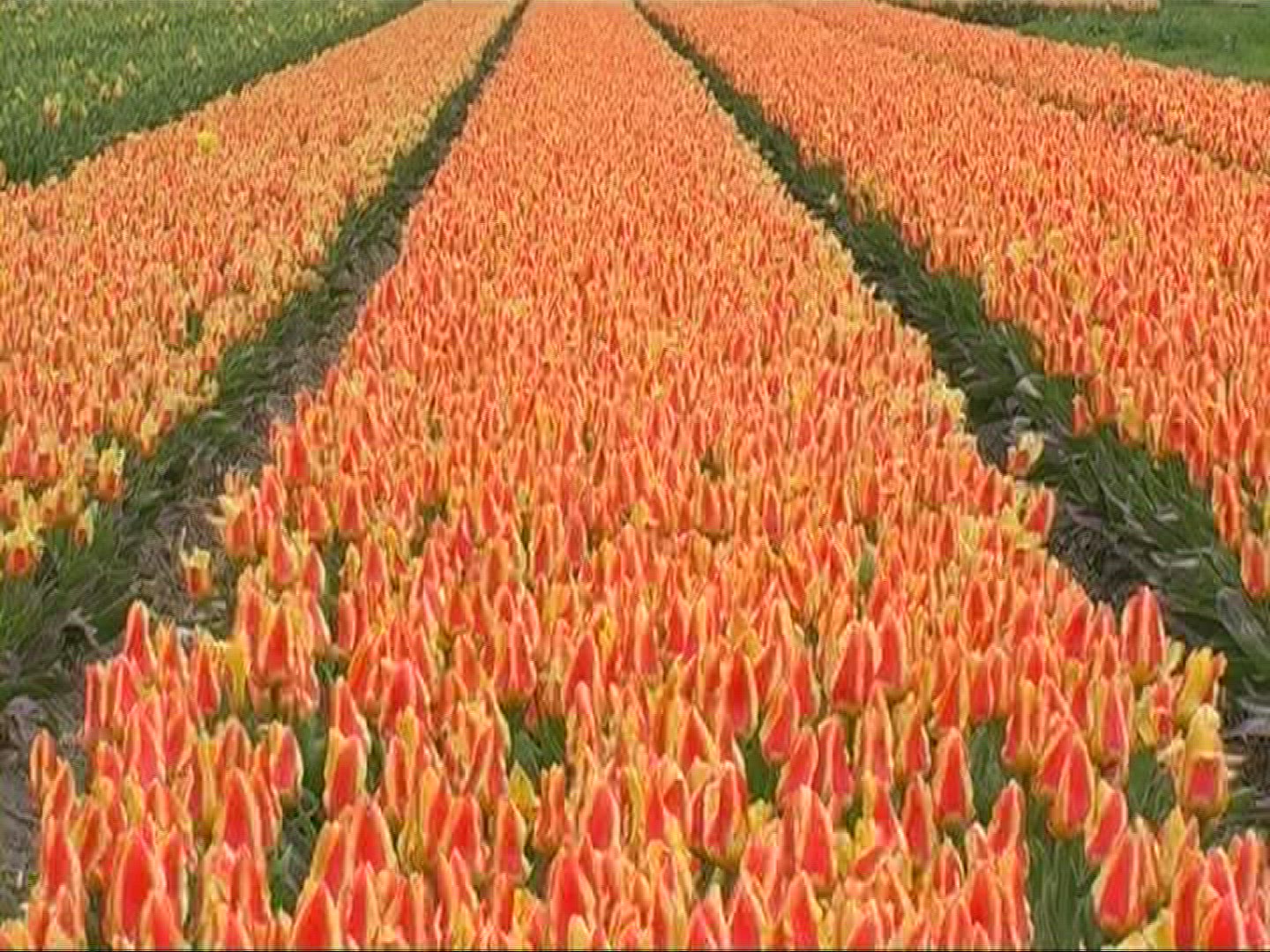 745174329 / Tulip / Orange / Field of Flowers / Netherlands