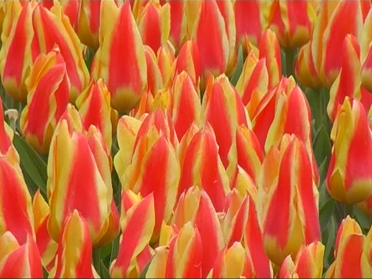 403401703 / Tulip / Orange / Field of Flowers / Netherlands