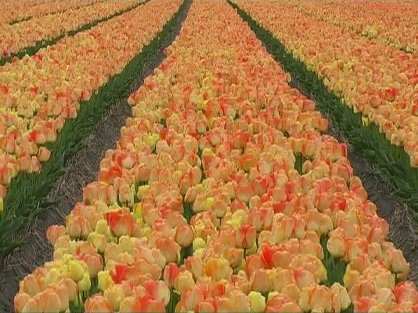 991163766 / Tulip / Orange / Field of Flowers / Netherlands