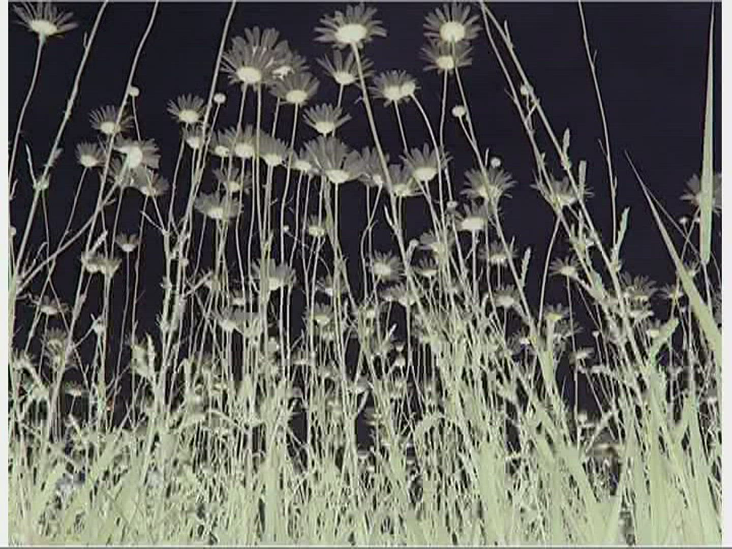534262128 / Marguerite / Field / Hungary