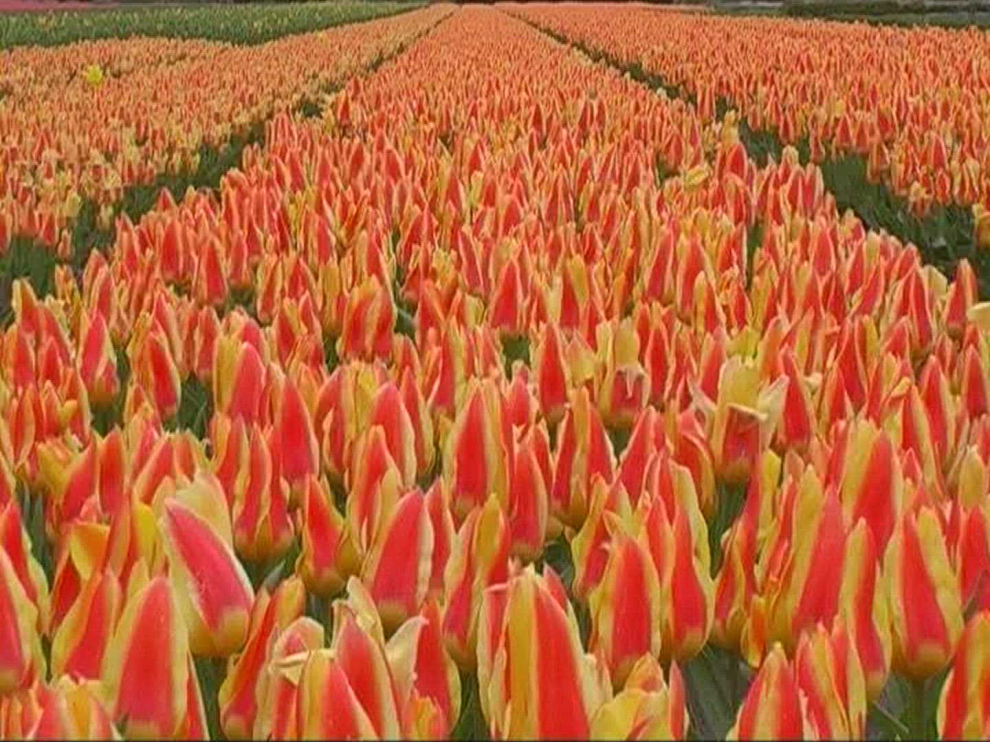 388652989 / Tulip / Orange / Field of Flowers / Netherlands