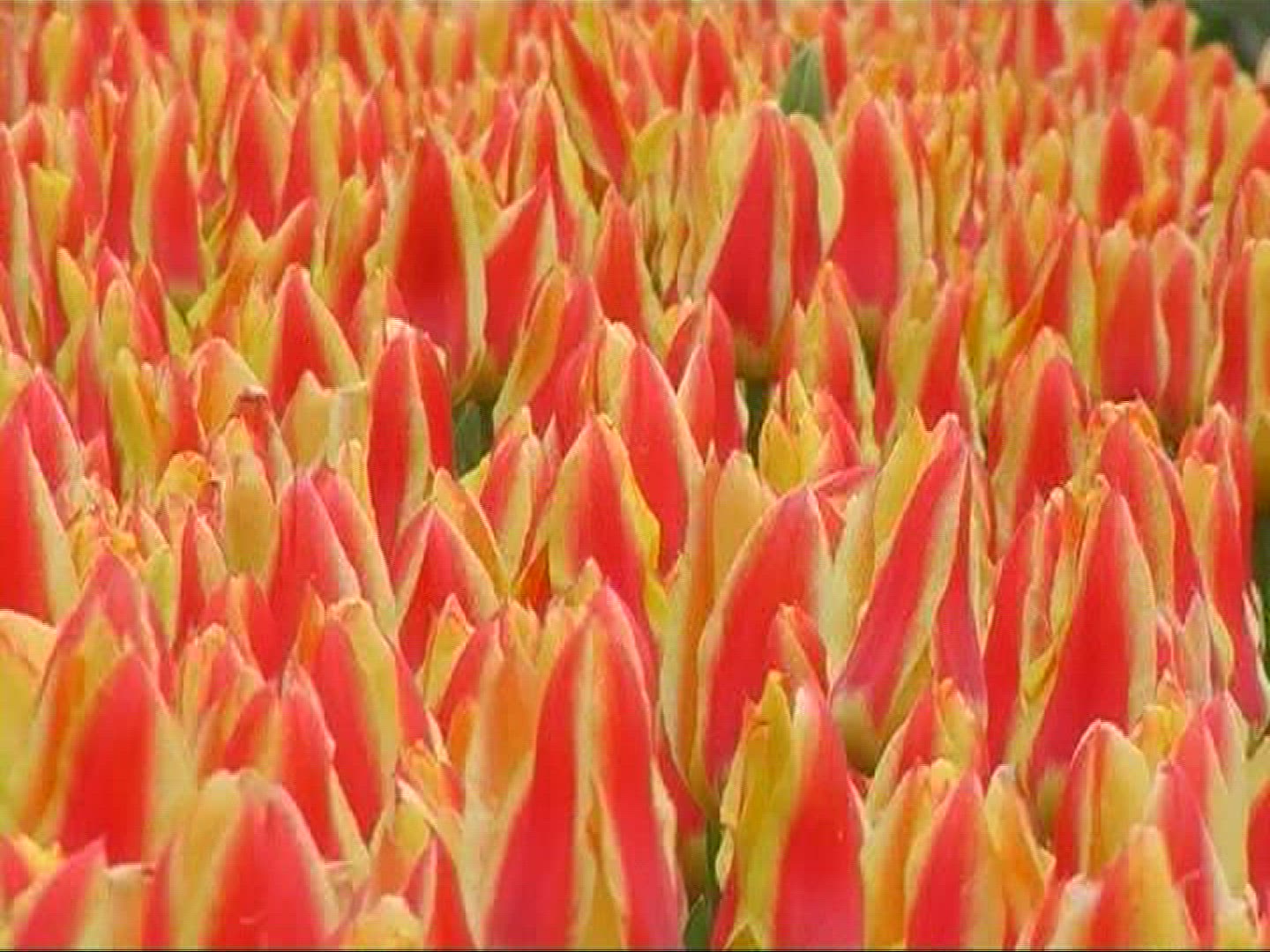499851424 / Tulip / Orange / Field of Flowers / Netherlands