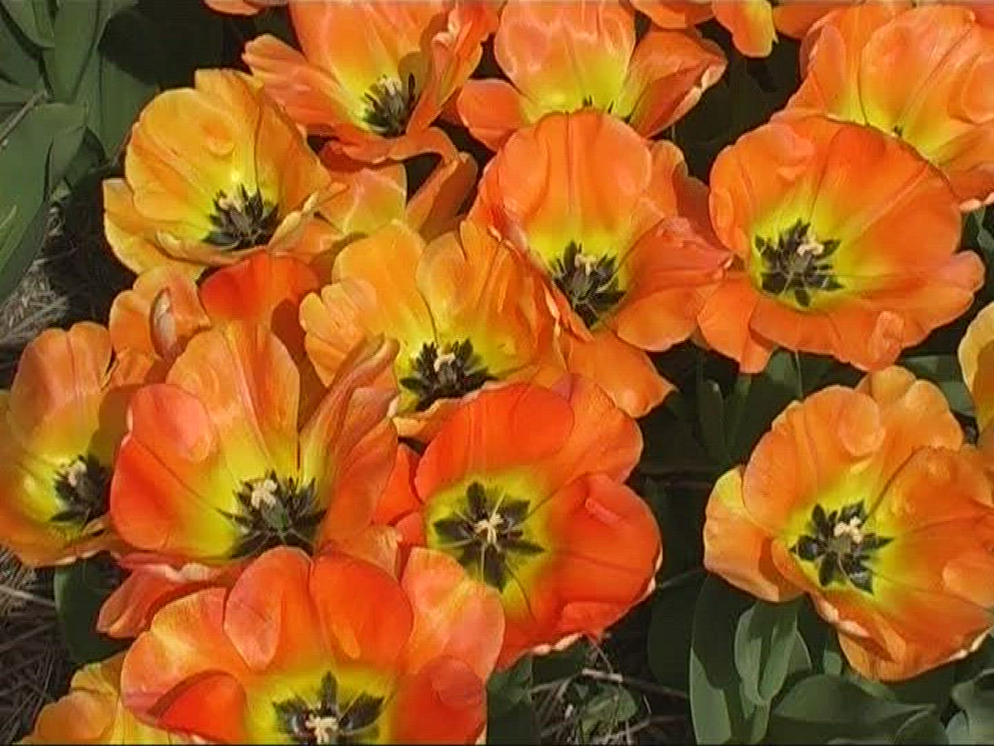 228491586 / Tulip / Orange / Field of Flowers / Netherlands