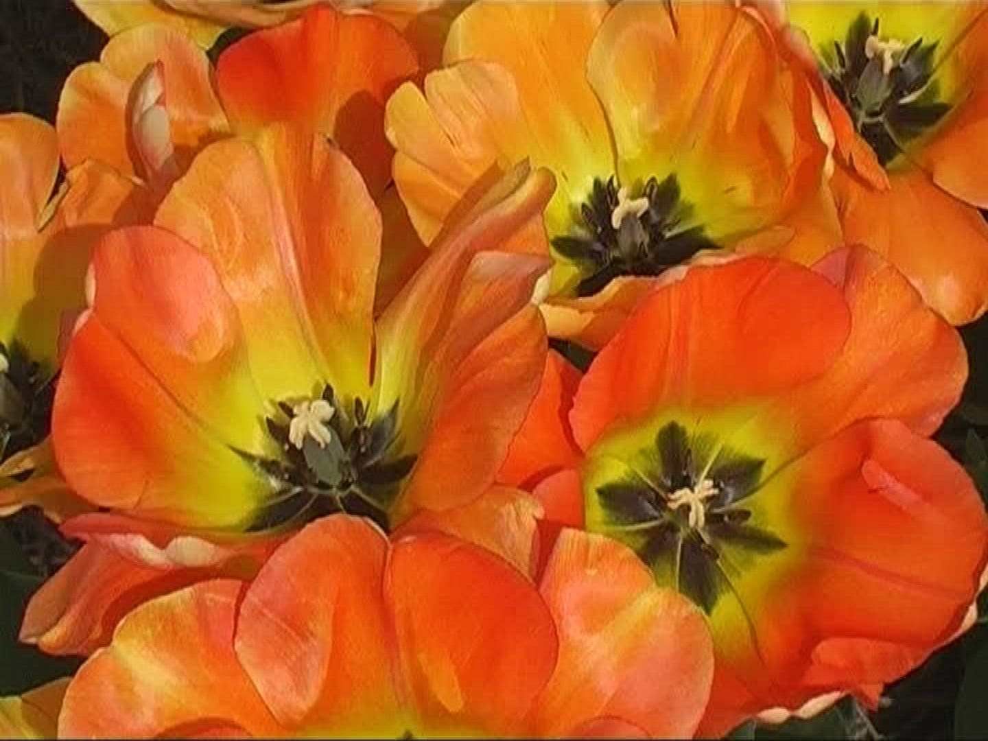 351572588 / Tulip / Orange / Field of Flowers / Netherlands