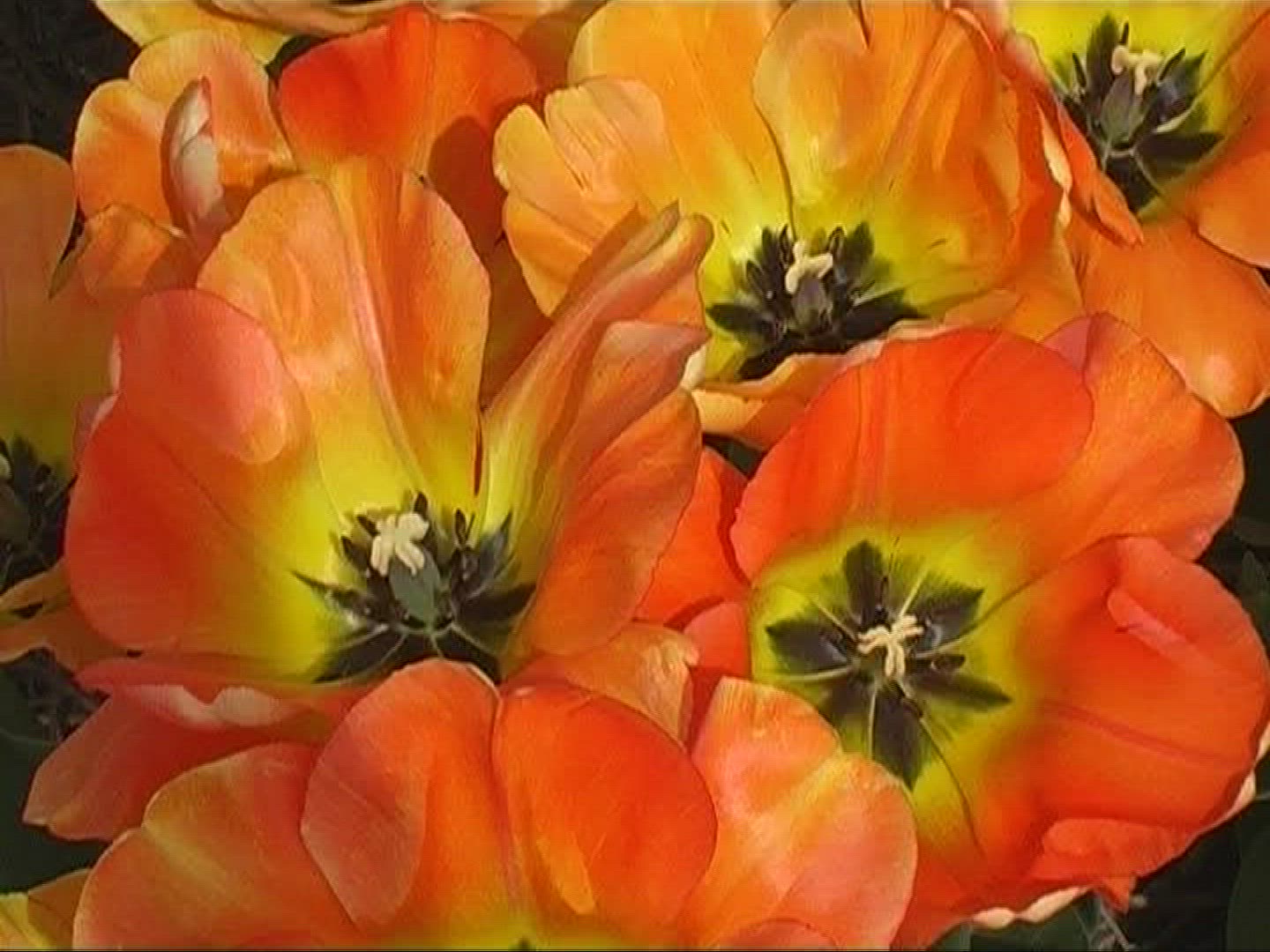 295070339 / Tulip / Orange / Field of Flowers / Netherlands