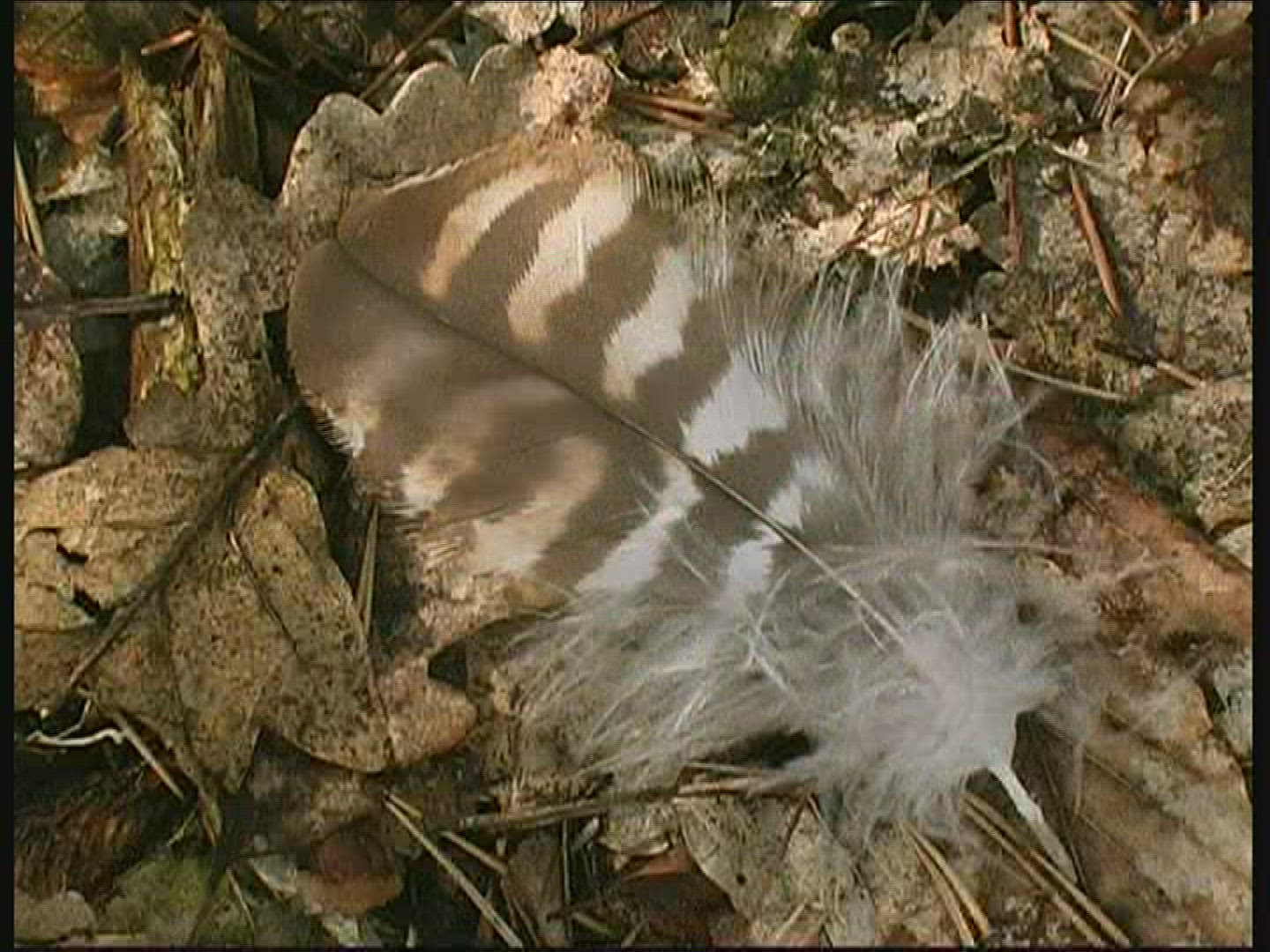 839668757 / Feather / Spessart / Germany