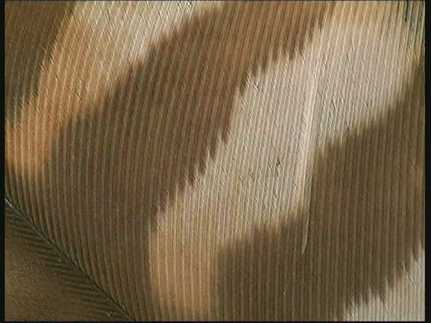 652890229 / Feather / Spessart / Germany