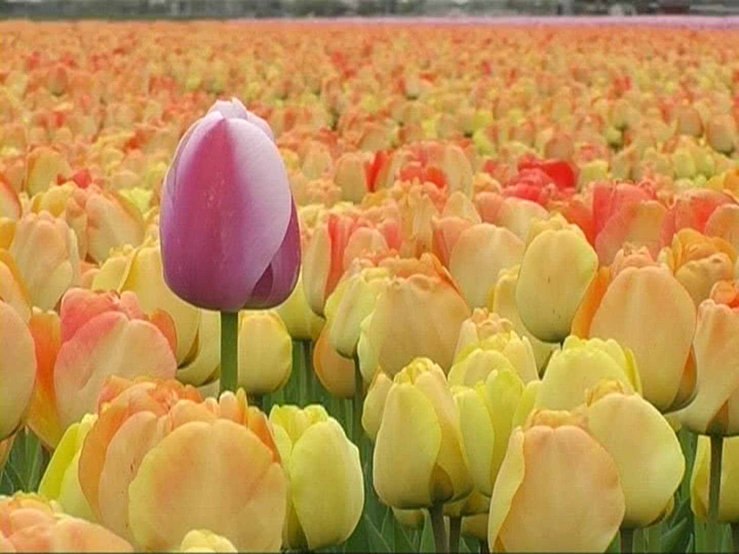 255254313 / Tulip / Orange / Field of Flowers / Netherlands