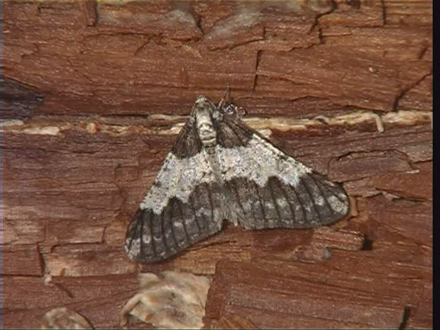 408941908 / Butterfly / Europe