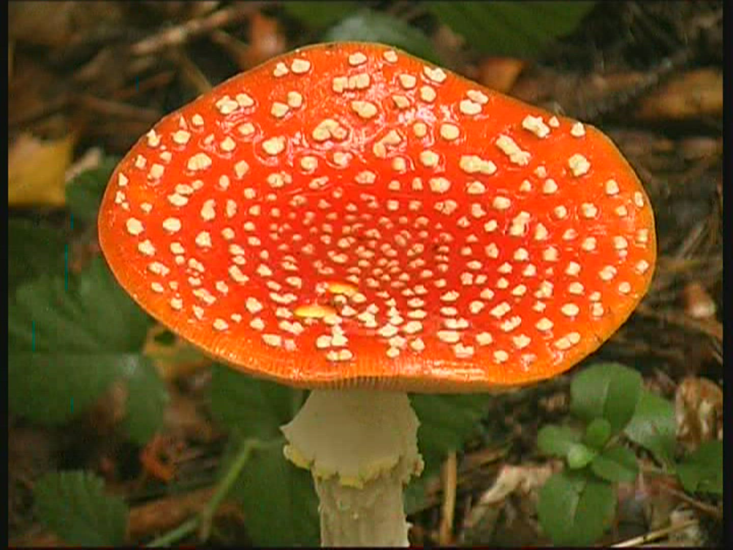 745606131 / Fly Amanita / Spessart / Germany