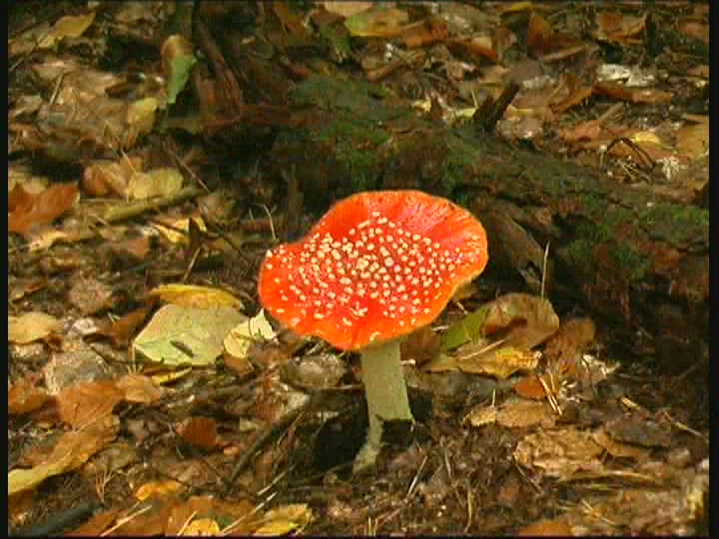 168729042 / Fly Amanita / Spessart / Germany