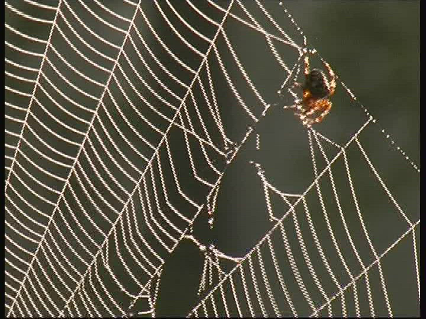 716136145 / Garden Cross Spider / Spider Web / Europe