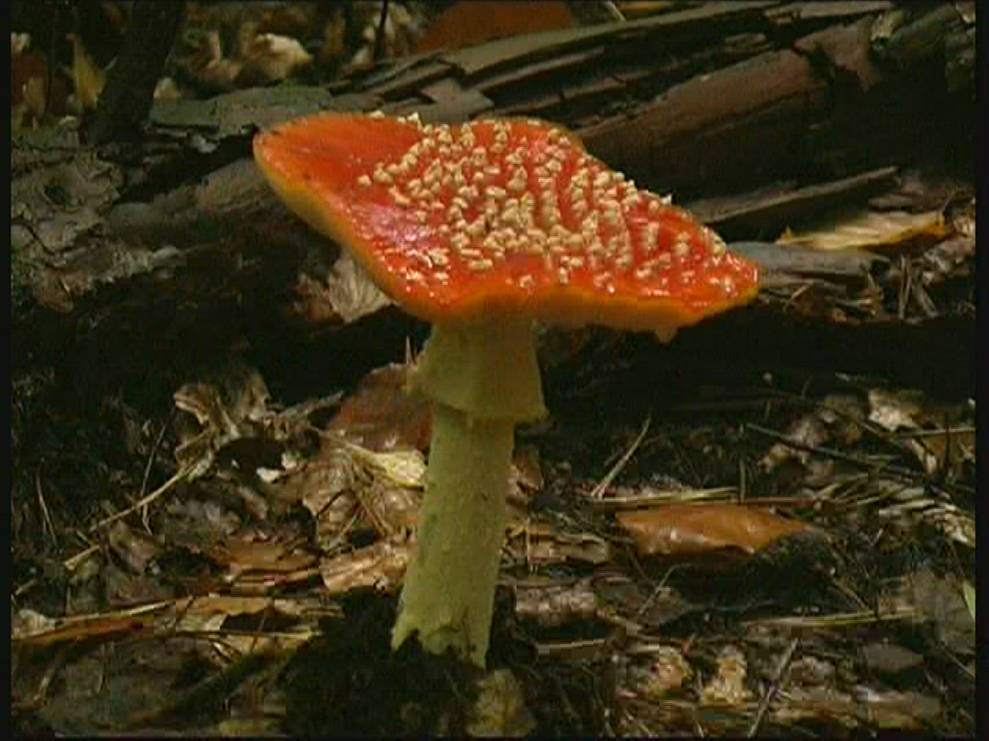 277600506 / Fly Amanita / Spessart / Germany