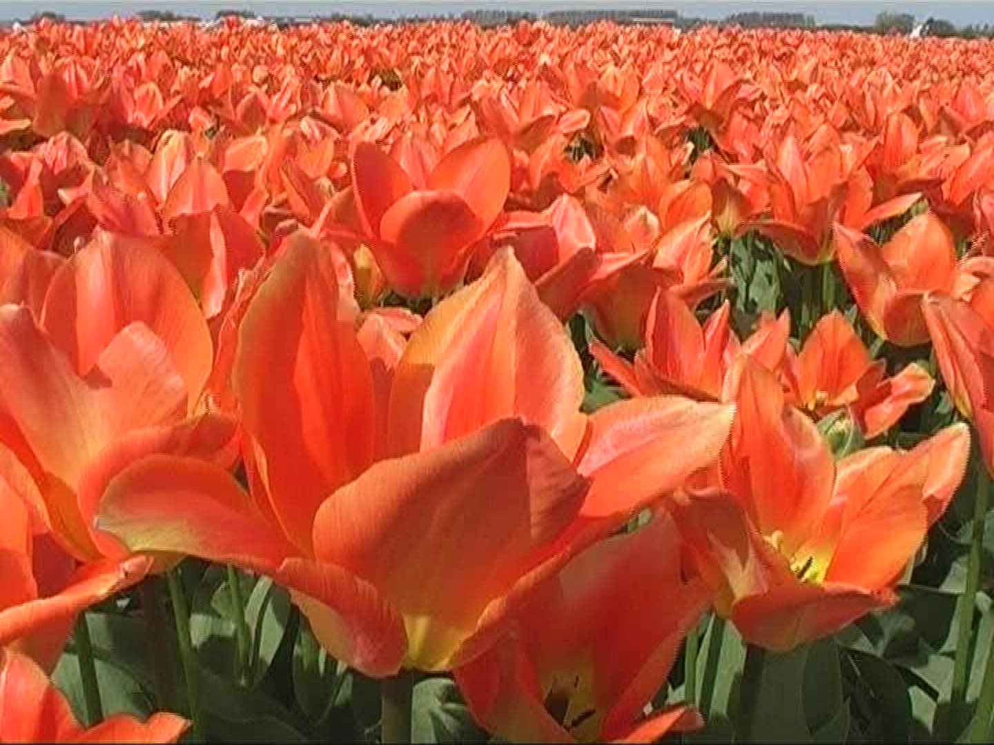 972756240 / Tulip / Orange / Field of Flowers / Netherlands