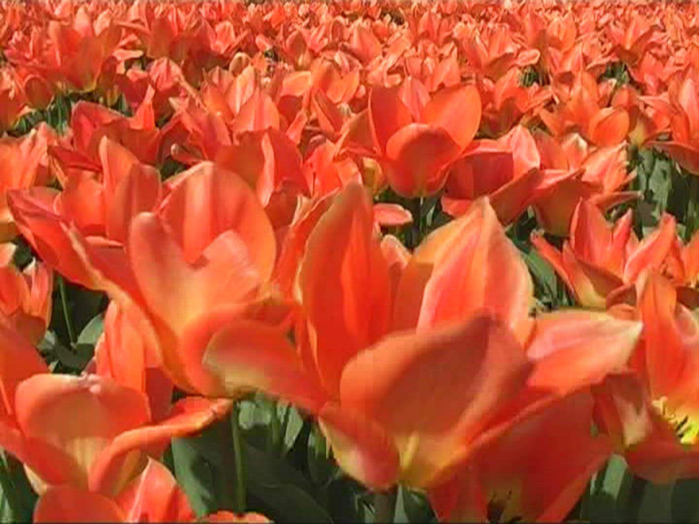 379628810 / Tulip / Orange / Field of Flowers / Netherlands
