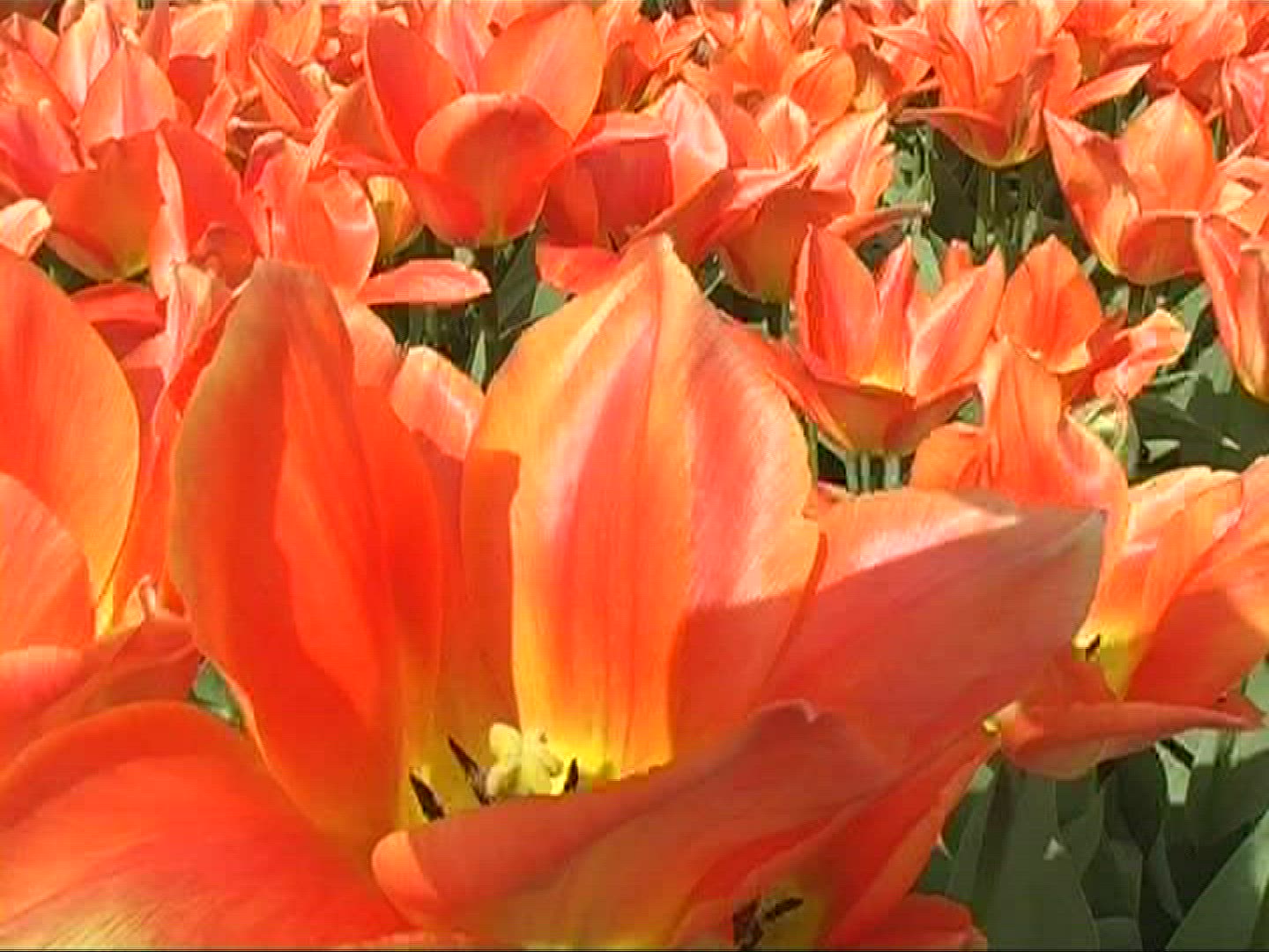 299246414 / Tulip / Orange / Field of Flowers / Netherlands
