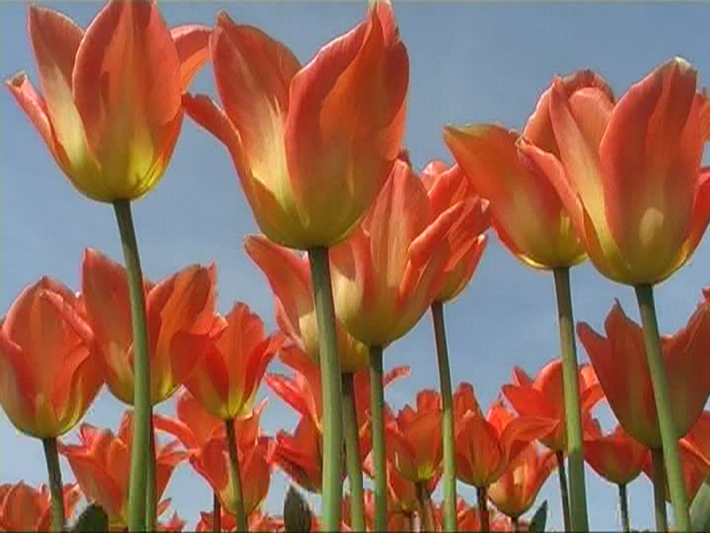 621769040 / Tulip / Orange / Field of Flowers / Netherlands