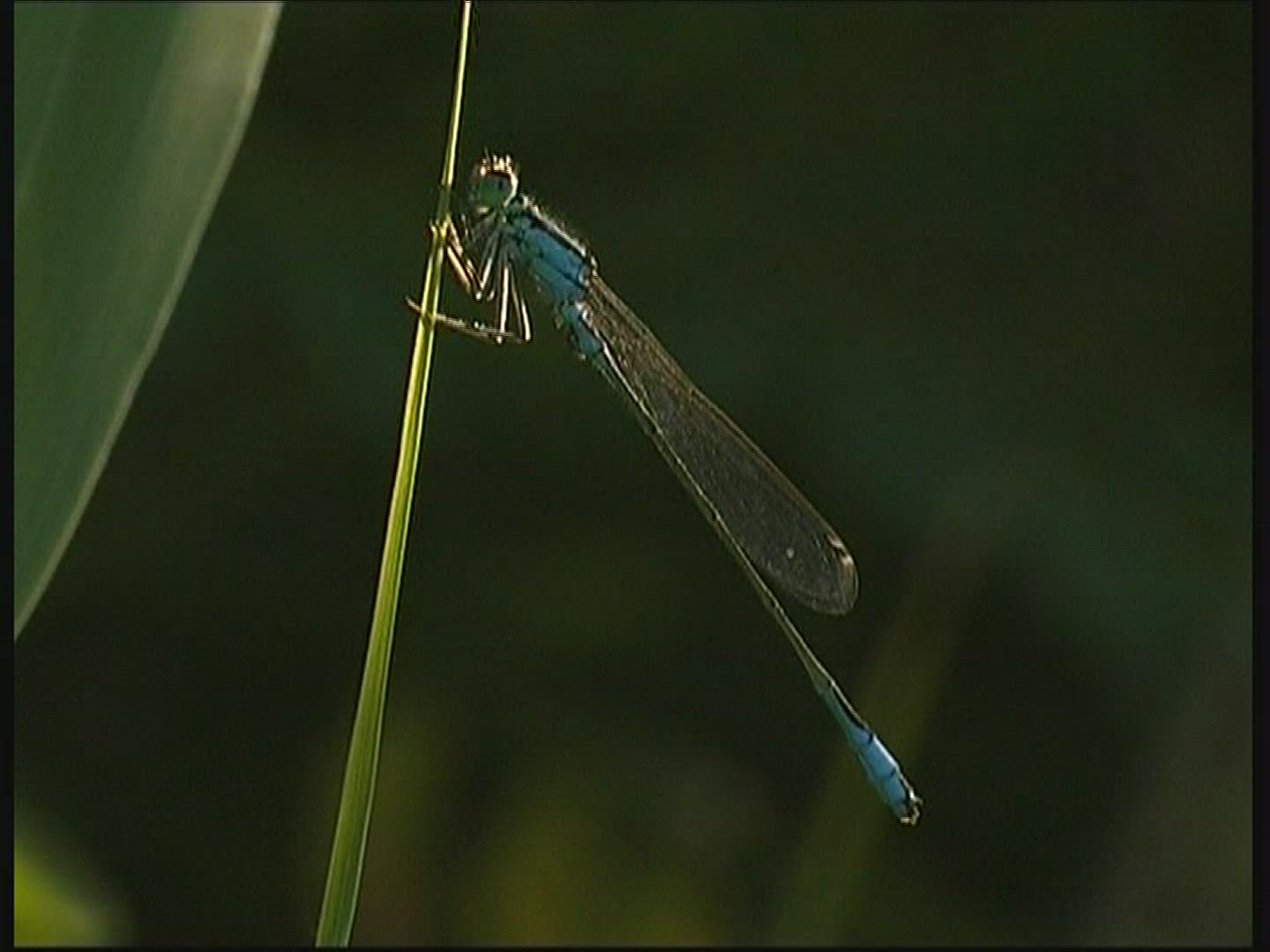 746252687 / Dragonfly / Azure Damselfly / Europe
