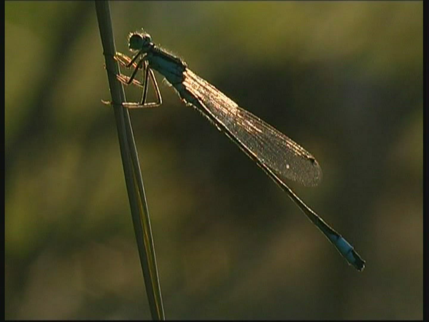 830102410 / Dragonfly / Azure Damselfly / Europe