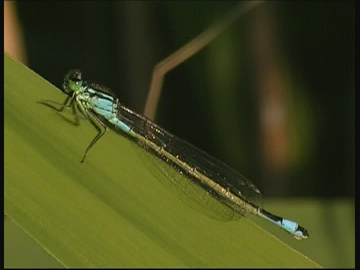 445140778 / Dragonfly / Azure Damselfly / Europe