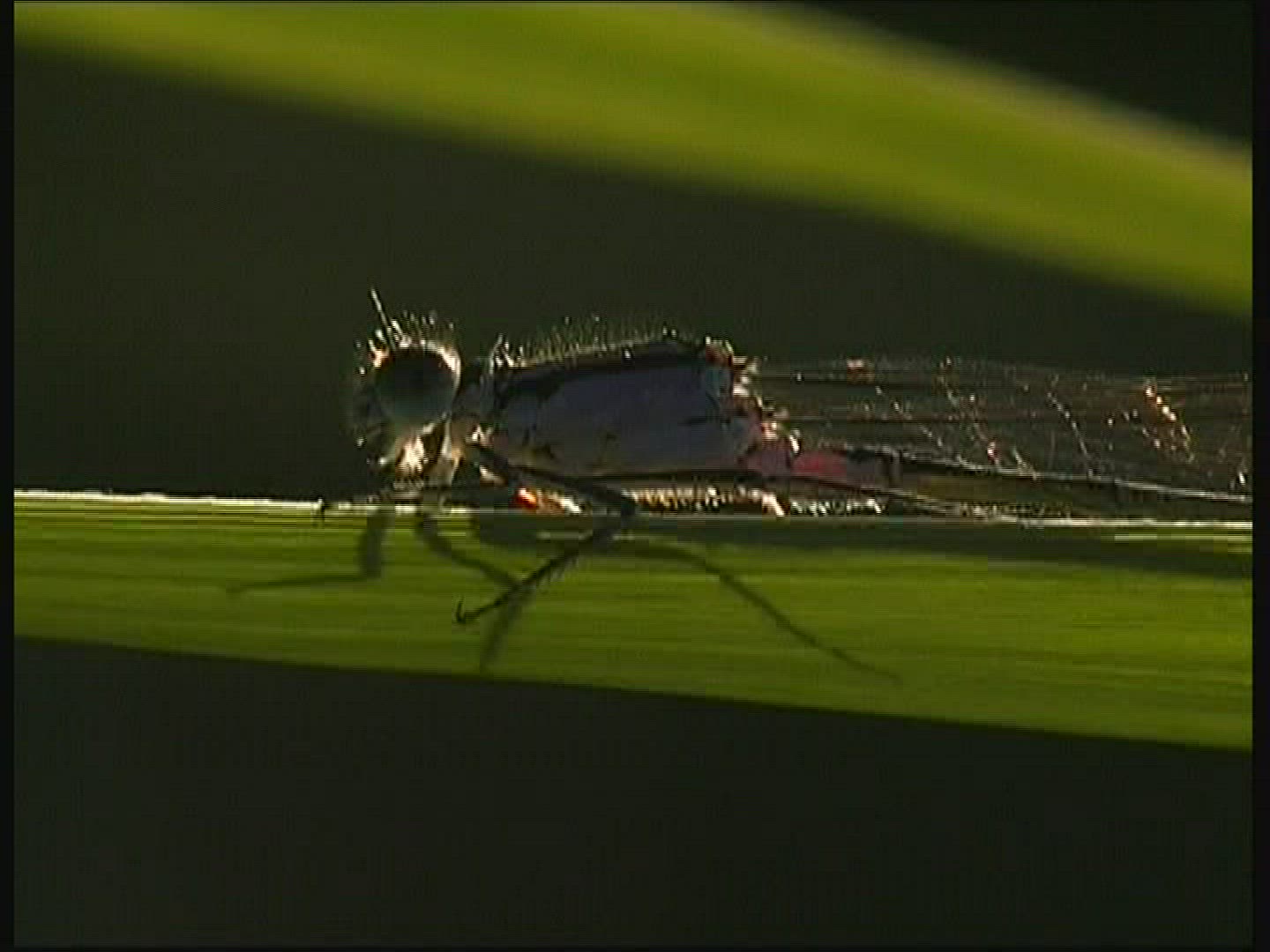 405117434 / Dragonfly / Azure Damselfly / Europe
