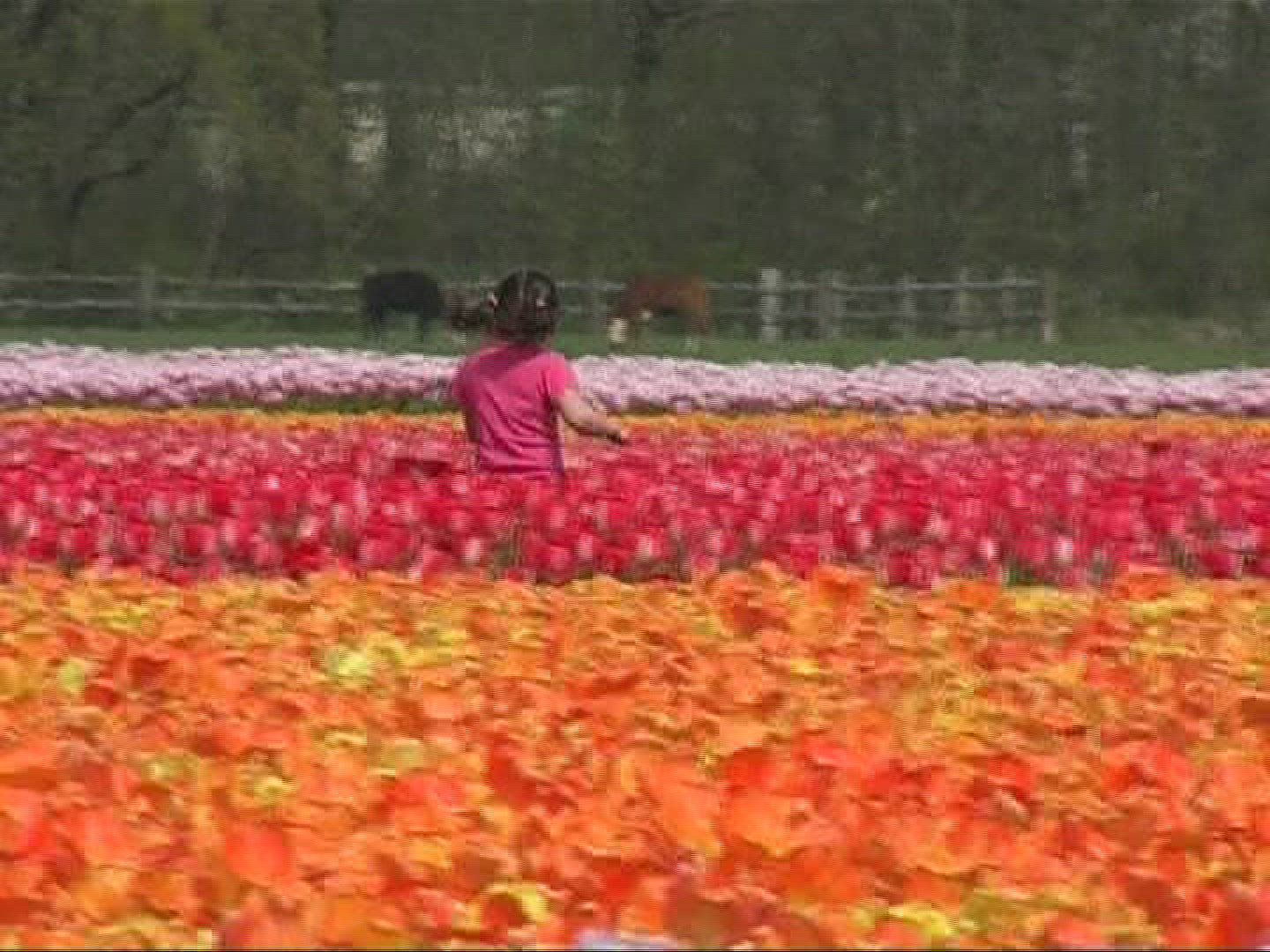 612307462 / Tulip / Orange / Field of Flowers / Netherlands