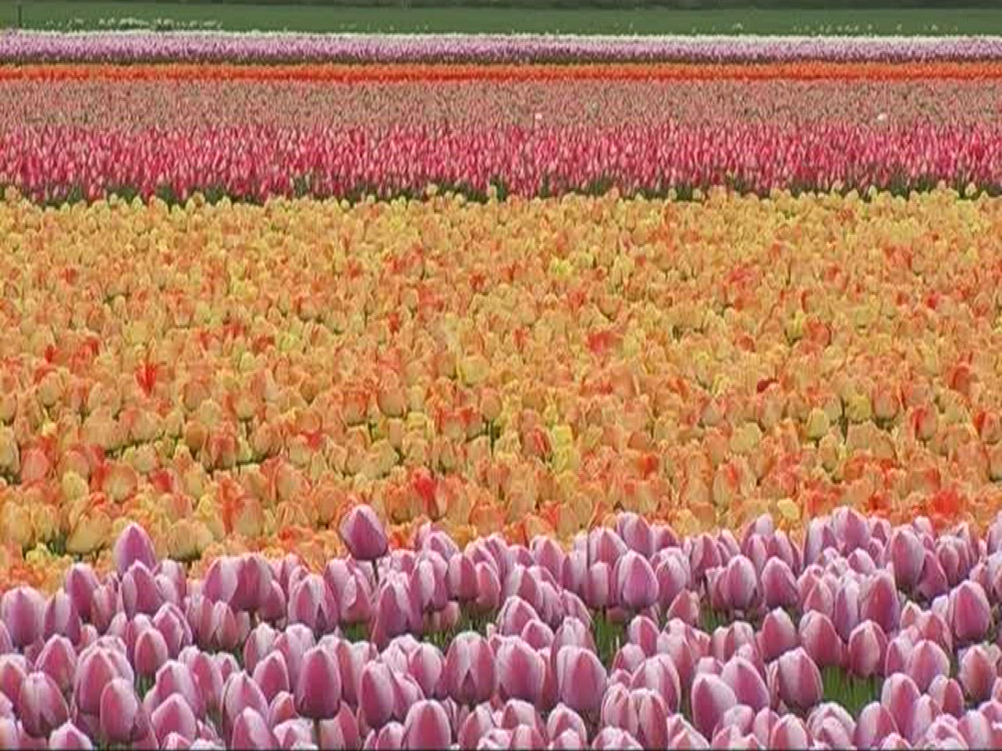 761759504 / Tulip / Orange / Field of Flowers / Netherlands