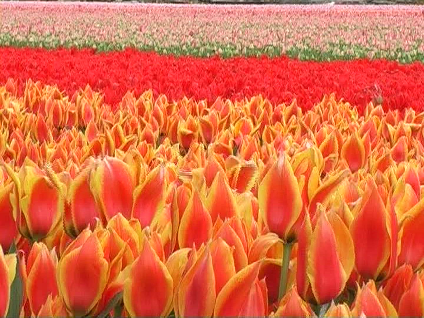 103344648 / Tulip / Orange / Field of Flowers / Netherlands