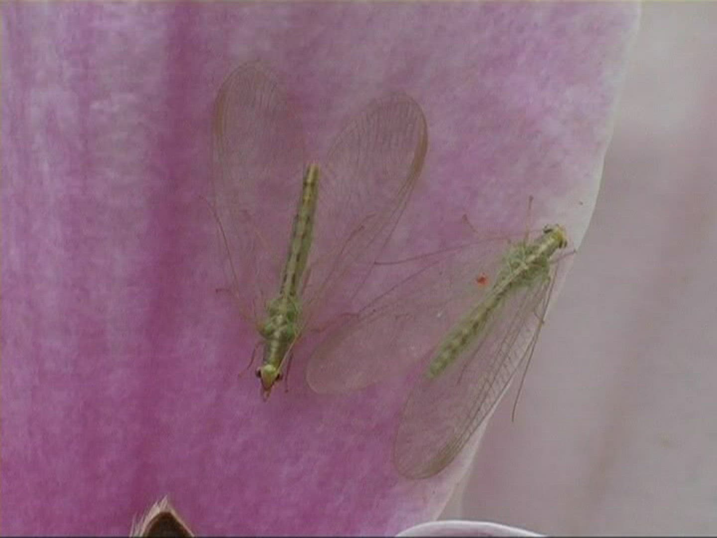 802009499 / Green Lacewings / Petal / Europe