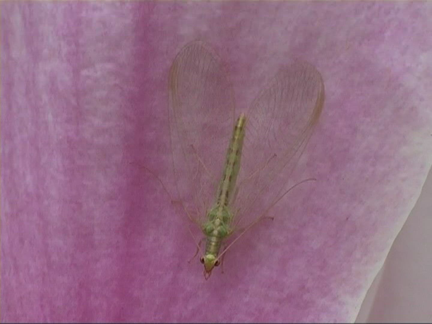 544960867 / Green Lacewings / Petal / Europe