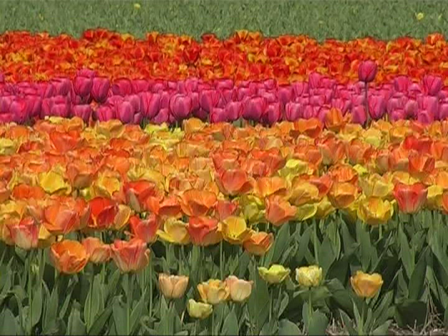 645142451 / Tulip / Orange / Field of Flowers / Netherlands