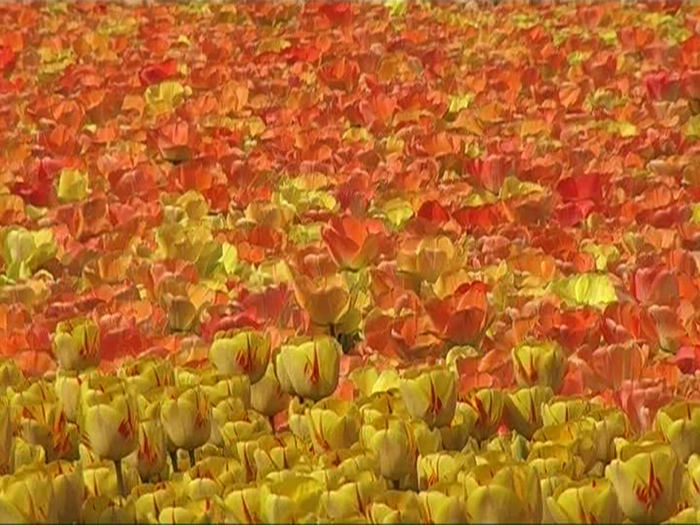 985420439 / Tulip / Orange / Field of Flowers / Netherlands