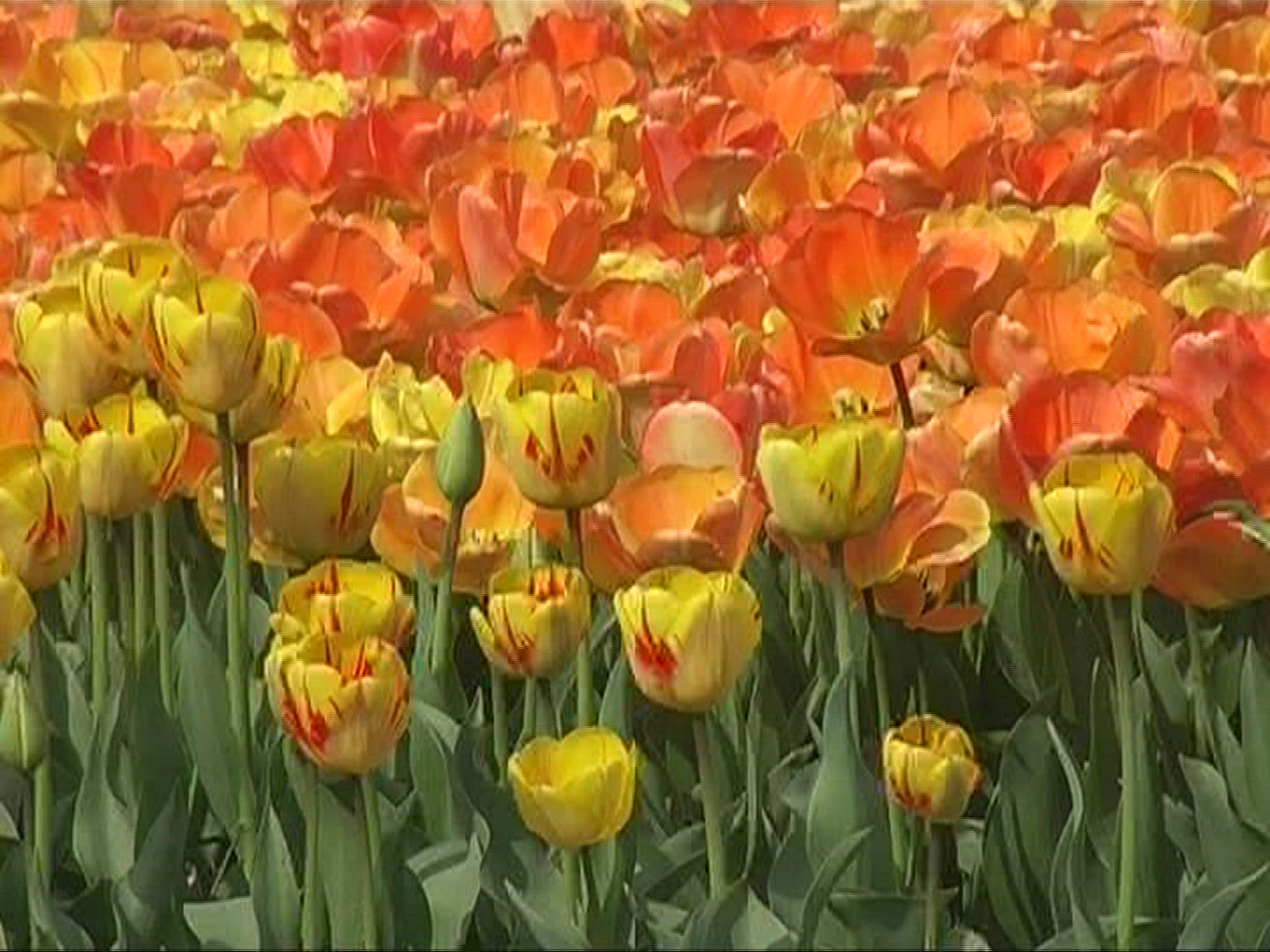 806162170 / Tulip / Orange / Field of Flowers / Netherlands