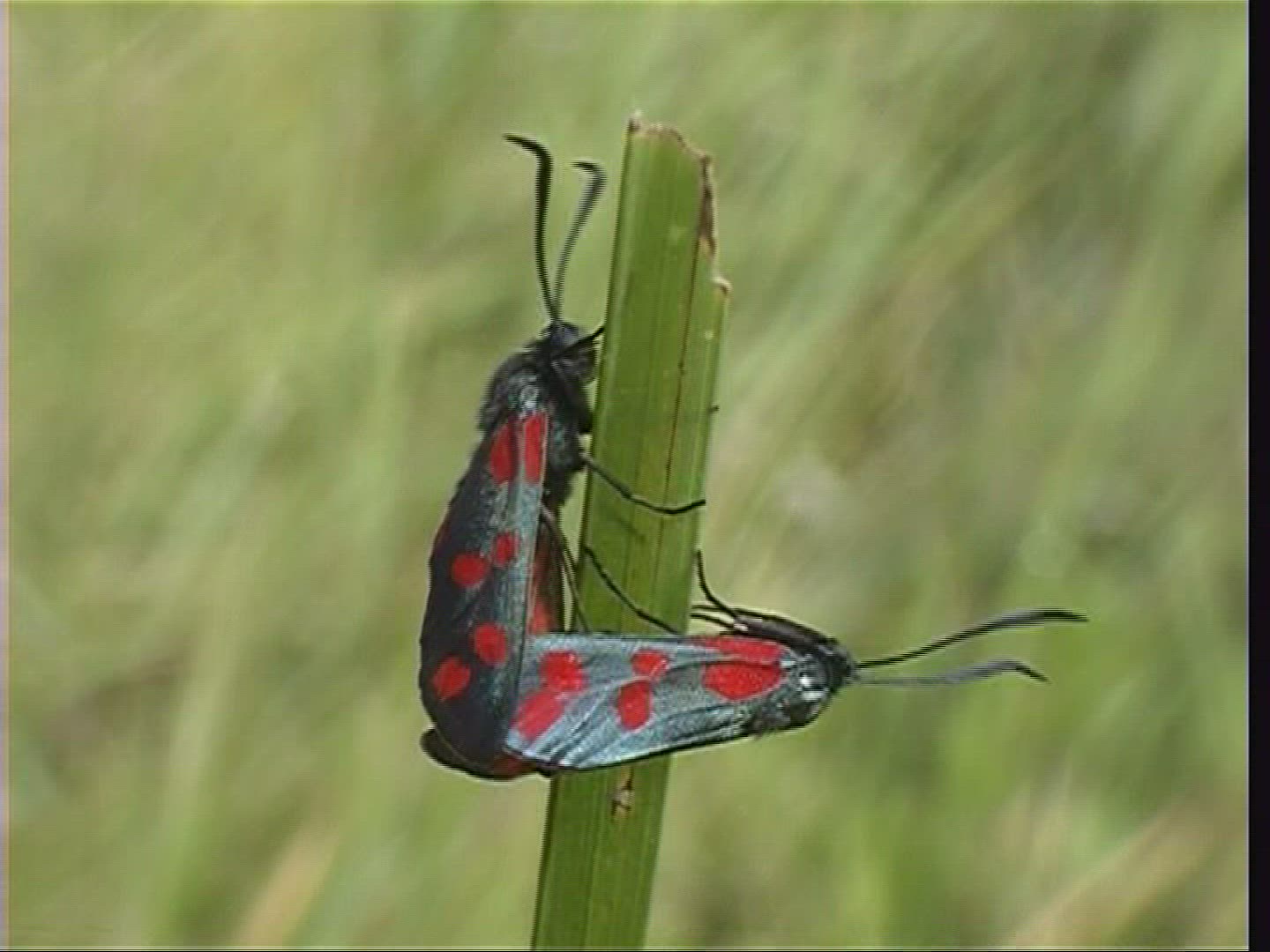 247490914 / Butterfly / Hungary