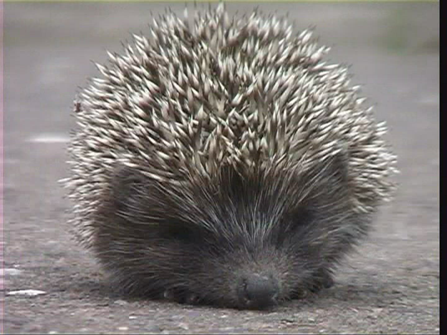 204796533 / Hedgehog / Offspring / Hungary