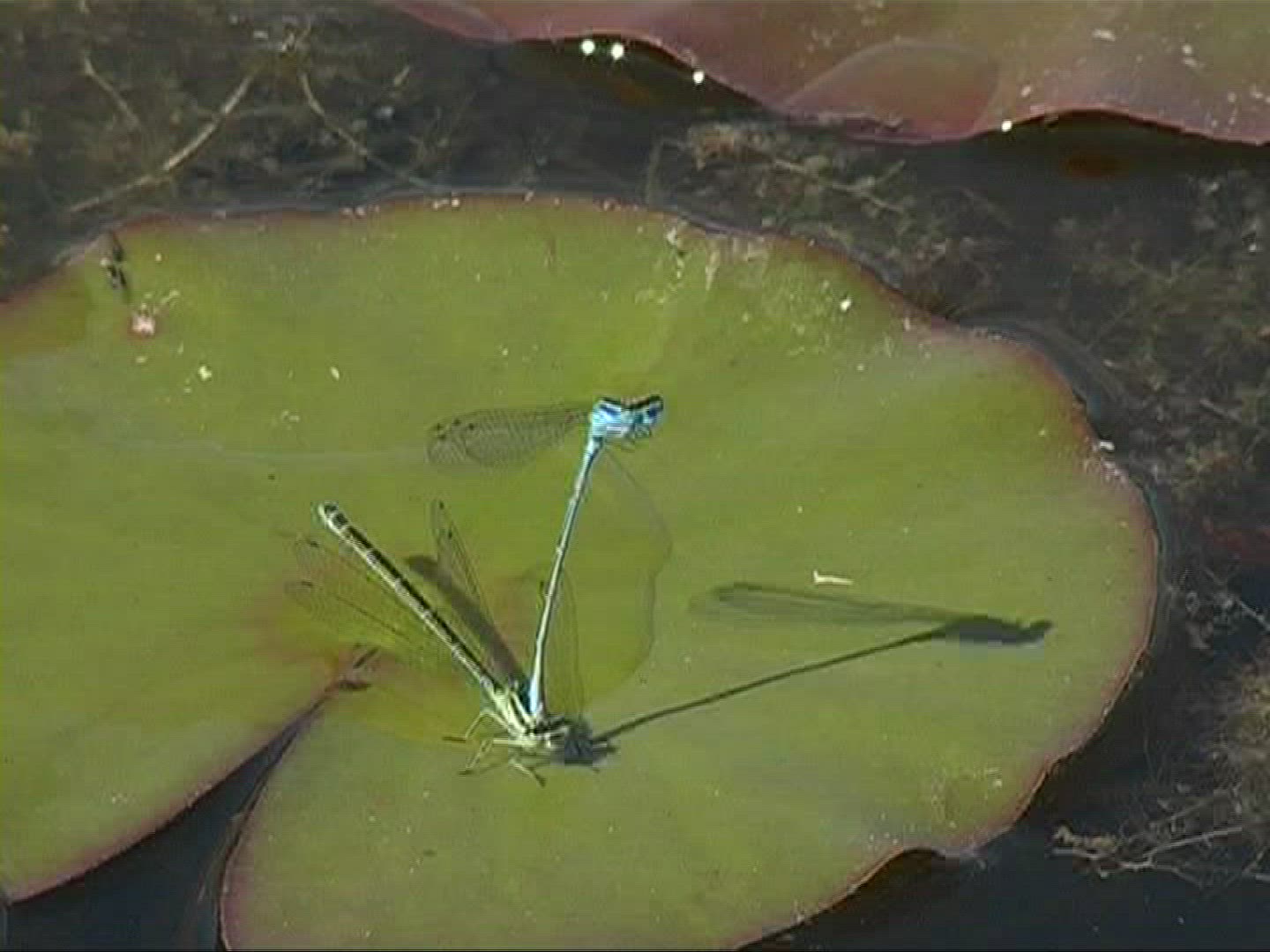 747116536 / Dragonfly / Azure Damselfly / Europe