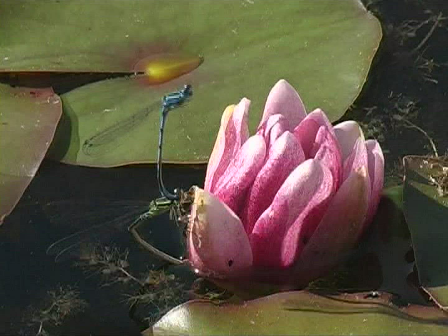 778480677 / Dragonfly / Azure Damselfly / Europe