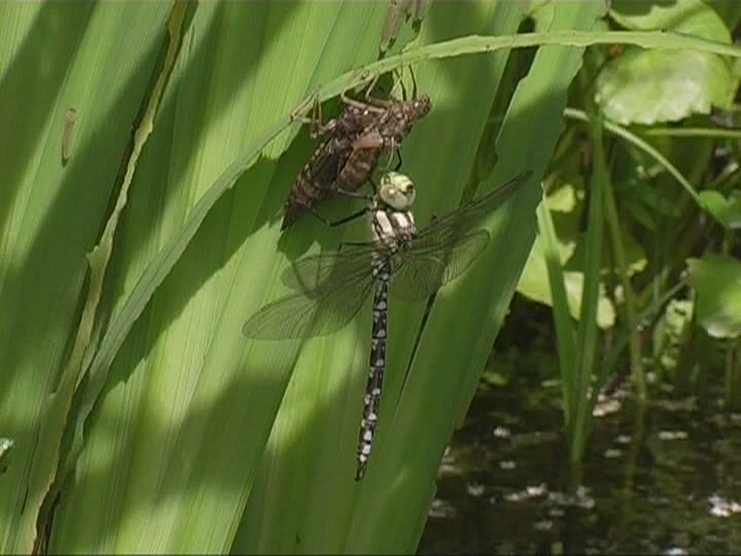 631215929 / Dragonfly / Southern Hawker / Germany
