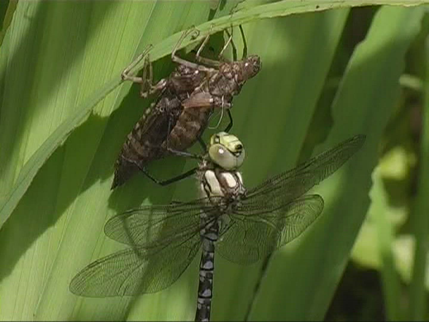 846136050 / Dragonfly / Southern Hawker / Germany