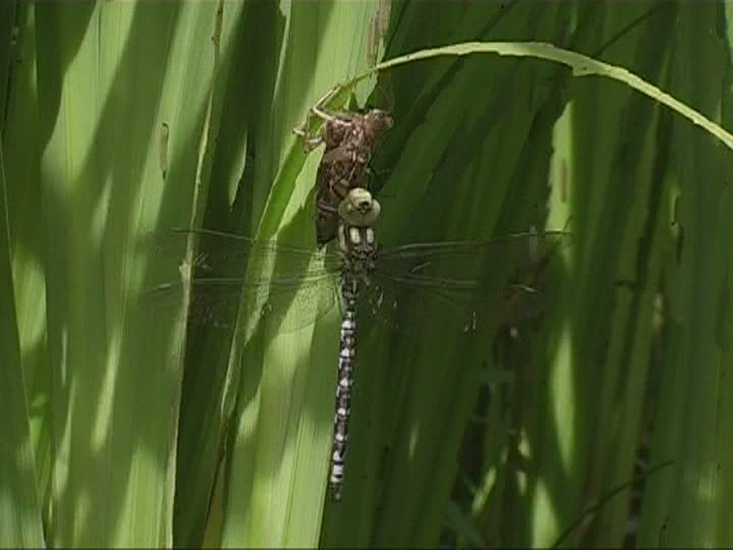 818988794 / Dragonfly / Southern Hawker / Germany