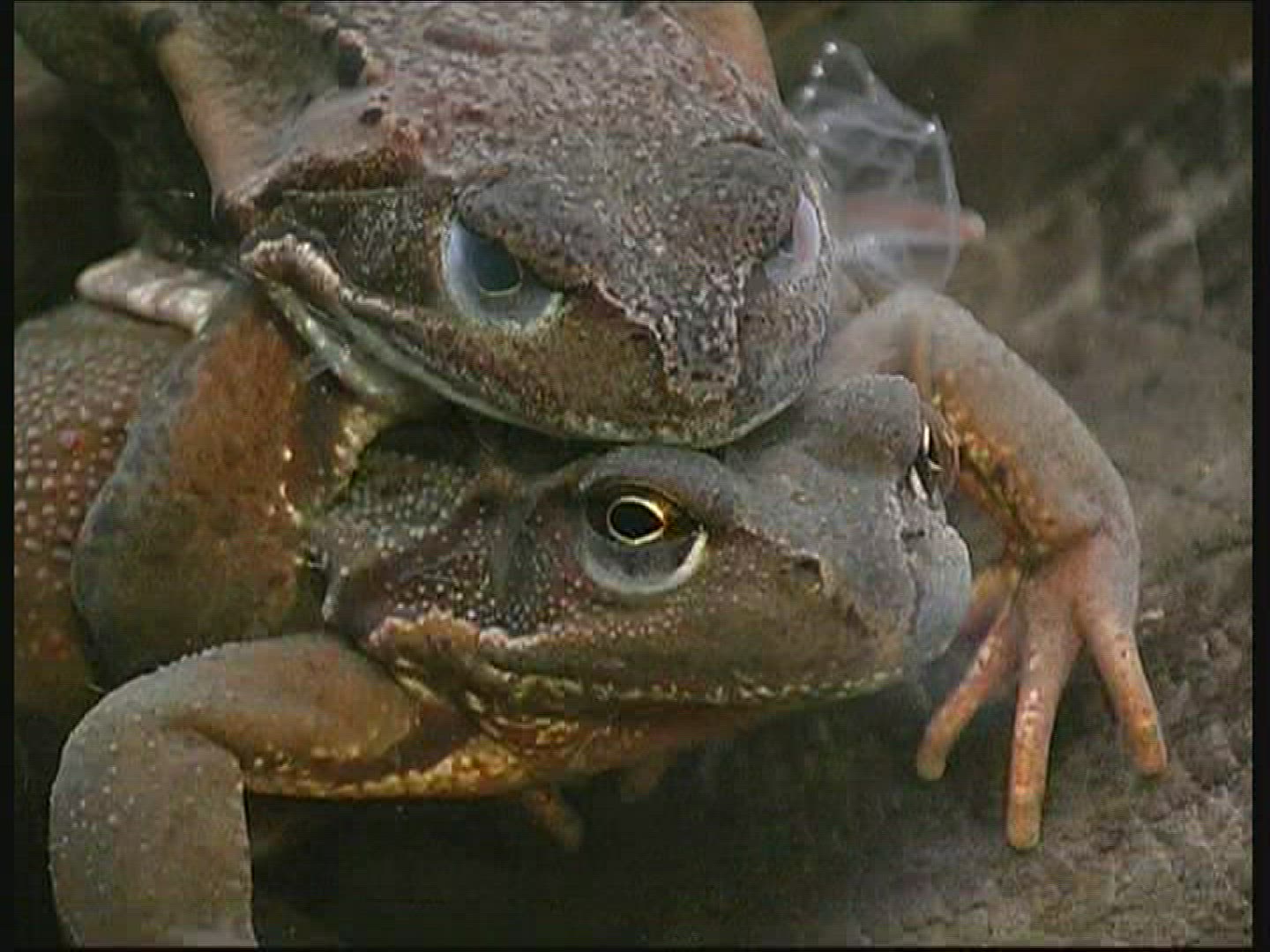 223050495 / Pool Frog / Mating / Germany