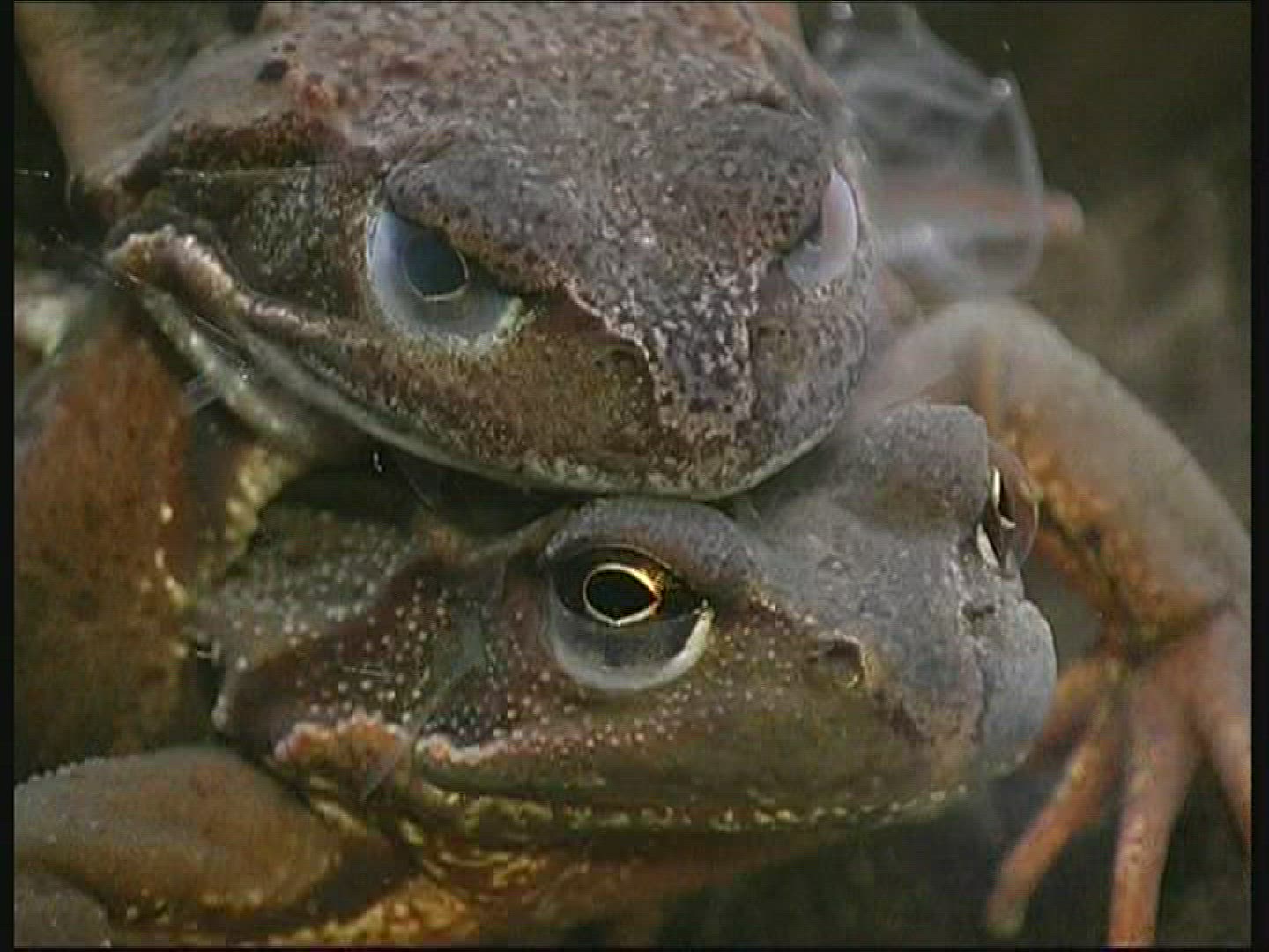 345830094 / Pool Frog / Mating / Germany