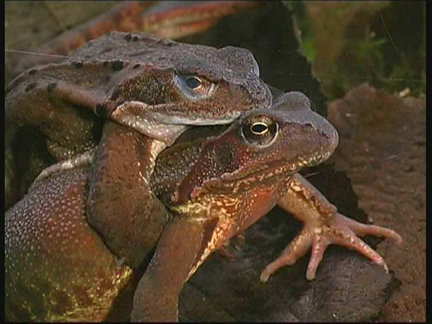 562102634 / Pool Frog / Mating / Germany