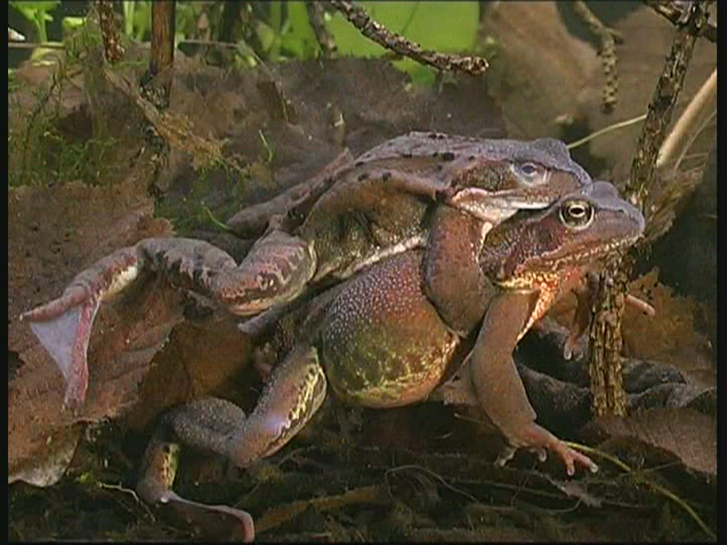 447574988 / Pool Frog / Mating / Germany