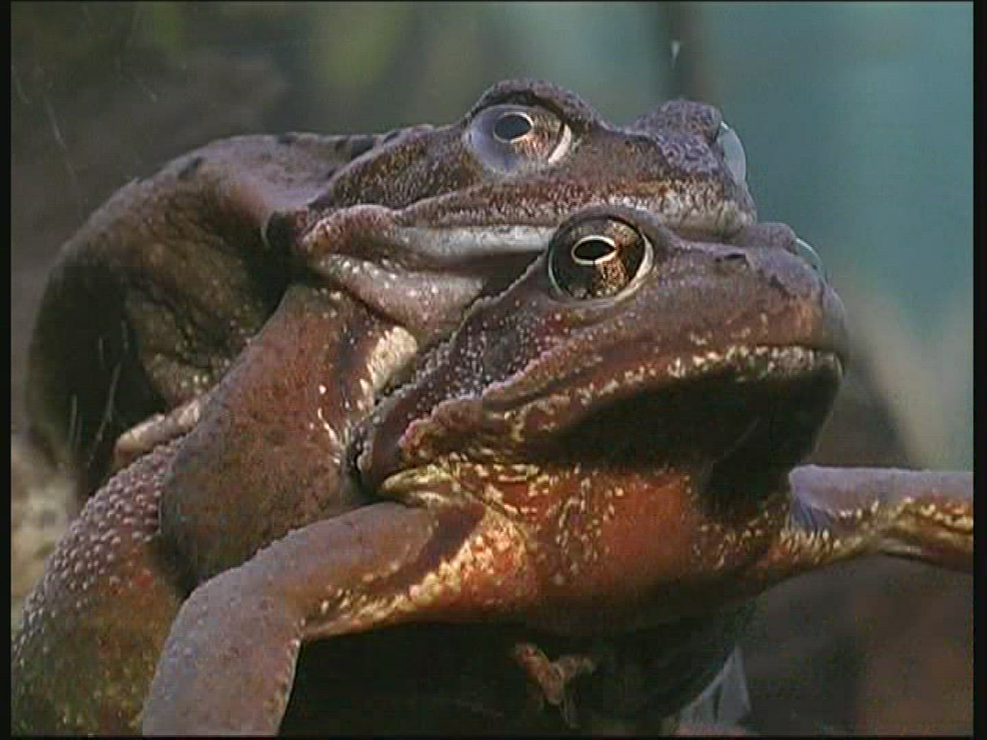 353911887 / Pool Frog / Mating / Germany